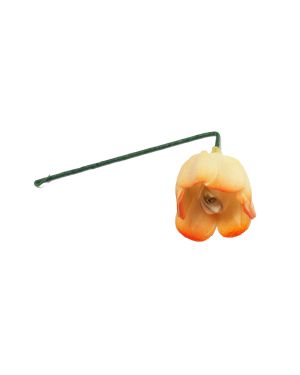 Schisandra Mini -13210