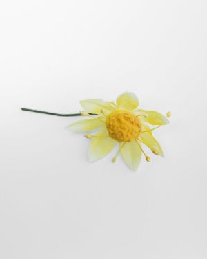 Ornithogalum – 13340