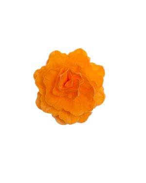 Rosa – 10011