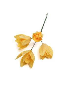 Lotus PM – 13075