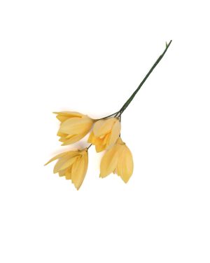 Lotus PM – 13075