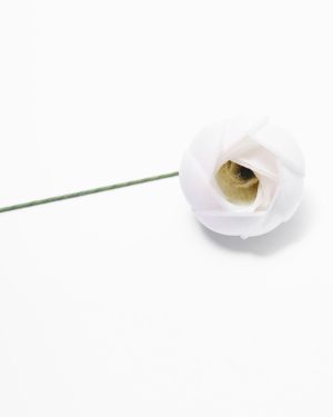 Ranunculus Mini – 13310